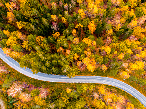 Autumn woodland, a raod trough a colorful forest, photographed from above, road