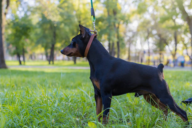 Pinscher dog. Selective focus with blurred background. Pinscher dog. Selective focus with blurred background. Shallow depth of field. dog aggression education friendship stock pictures, royalty-free photos & images