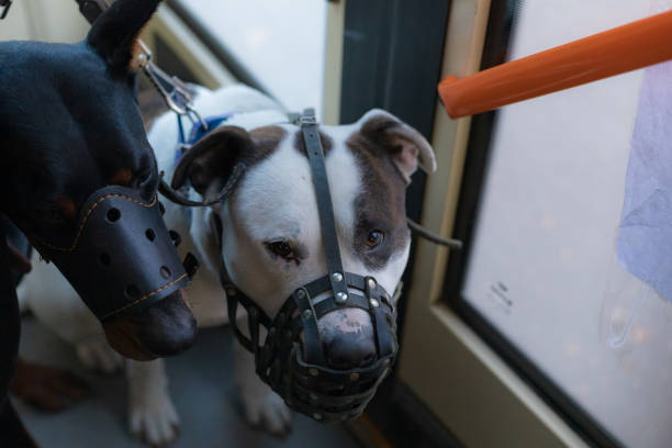 Dog breed pitbull in public transport. Selective focus with blurred background. Dog breed pitbull in public transport. Selective focus with blurred background. Shallow depth of field. dog aggression education friendship stock pictures, royalty-free photos & images