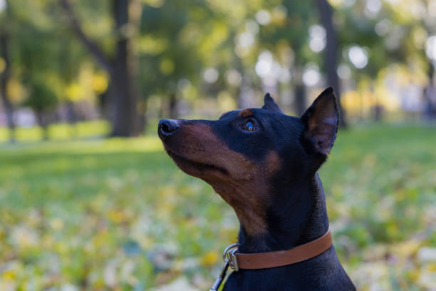 Pinscher dog. Selective focus with blurred background. Pinscher dog. Selective focus with blurred background. Shallow depth of field. dog aggression education friendship stock pictures, royalty-free photos & images