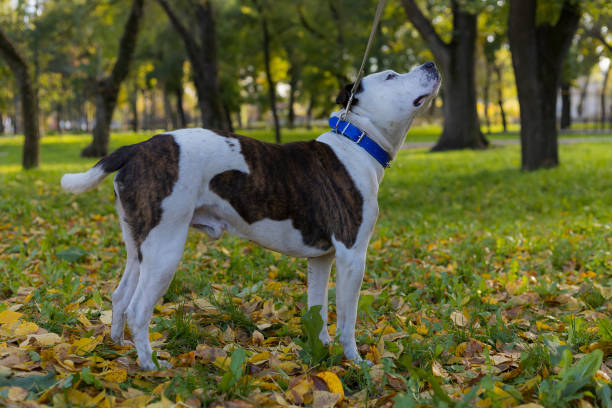 Dog breed pitbull. Selective focus with blurred background. Dog breed pitbull. Selective focus with blurred background. Shallow depth of field. dog aggression education friendship stock pictures, royalty-free photos & images