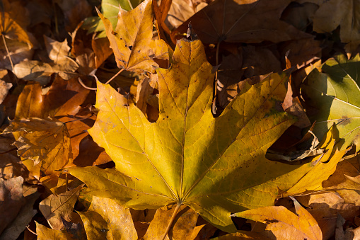 Colorful backround image of fallen autumn leaves perfect for seasonal use, selective focus