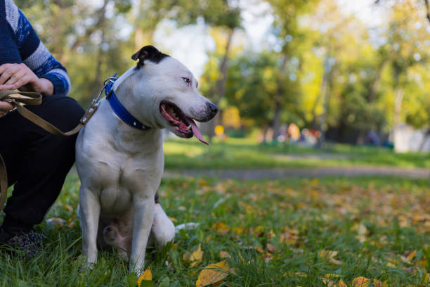 Dog breed pitbull. Selective focus with blurred background. Dog breed pitbull. Selective focus with blurred background. Shallow depth of field. dog aggression education friendship stock pictures, royalty-free photos & images