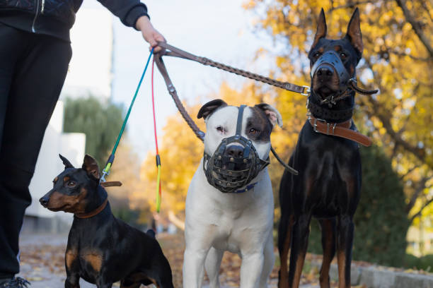 Dogs on a leash. Selective focus with blurred background. Dogs on a leash. Selective focus with blurred background. Shallow depth of field. dog aggression education friendship stock pictures, royalty-free photos & images