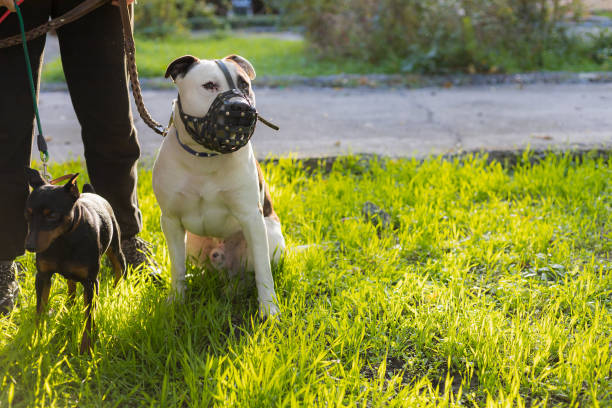 Dog breed pitbull. Selective focus with blurred background. Dog breed pitbull. Selective focus with blurred background. Shallow depth of field. dog aggression education friendship stock pictures, royalty-free photos & images