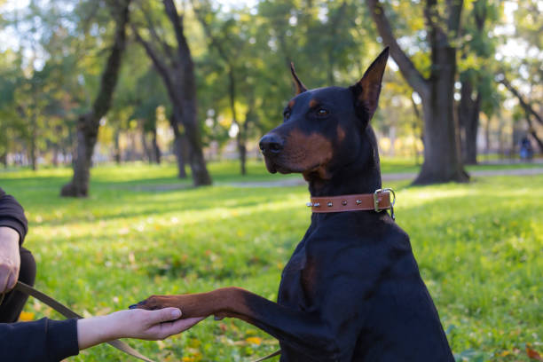 Doberman dog. Selective focus with blurred background. Doberman dog. Selective focus with blurred background. Shallow depth of field. dog aggression education friendship stock pictures, royalty-free photos & images