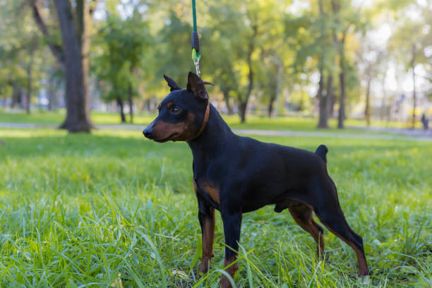 Pinscher dog. Selective focus with blurred background. Pinscher dog. Selective focus with blurred background. Shallow depth of field. dog aggression education friendship stock pictures, royalty-free photos & images