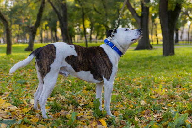 Dog breed pitbull. Selective focus with blurred background. Dog breed pitbull. Selective focus with blurred background. Shallow depth of field. dog aggression education friendship stock pictures, royalty-free photos & images