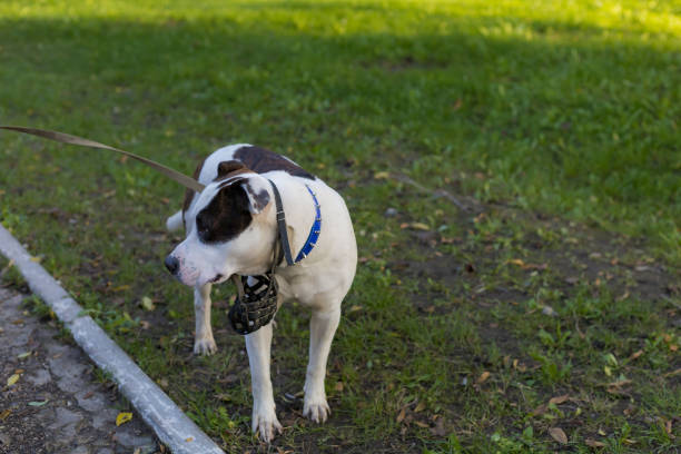 Dog breed pitbull. Selective focus with blurred background. Dog breed pitbull. Selective focus with blurred background. Shallow depth of field. dog aggression education friendship stock pictures, royalty-free photos & images