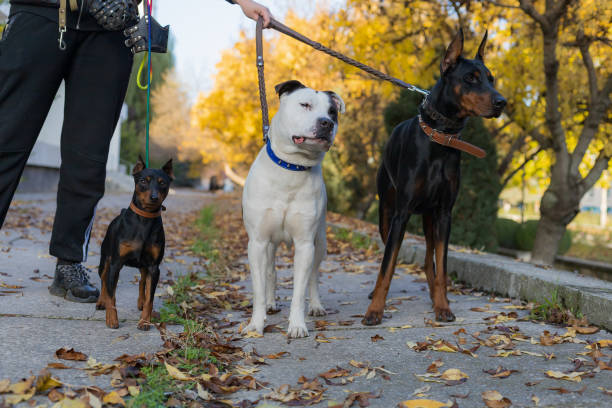 Dogs on a leash. Selective focus with blurred background. Dogs on a leash. Selective focus with blurred background. Shallow depth of field. dog aggression education friendship stock pictures, royalty-free photos & images
