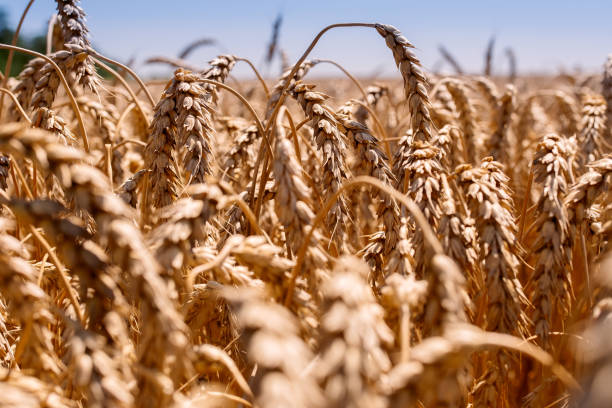 istock field of wheat is being mowed. The ears are tilted 1337118929