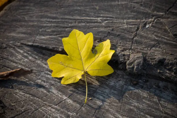 Yellow autumn fallen leaf on an old gray tree stump, selective focus. Seasonal mood background.