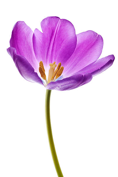 istock purple tulip isolated 133711999