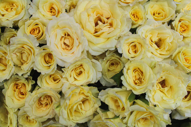 istock Yellow roses all over the frame 1337120398