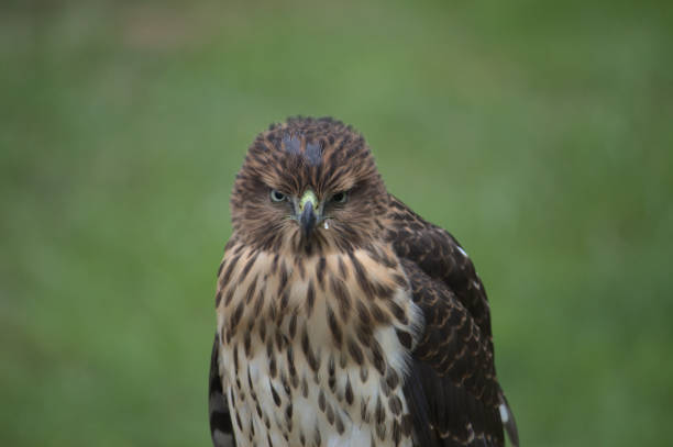 Portrait of a Cooper's Hawk stock photo