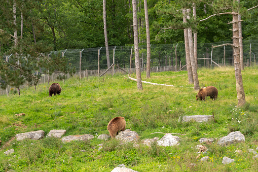 Han-sur-Lesse, Wallonia, Belgium - August 9, 2021: Wildpark. 3 Brown bears looking for food in wilderness.