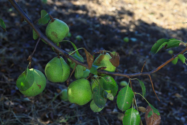 istock Ripening farm organic pears on the tree. Blurred background with selective focus 1337131685