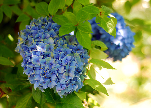 Closeup of a blue hydrangea flower growing in a yard in the sunshine.