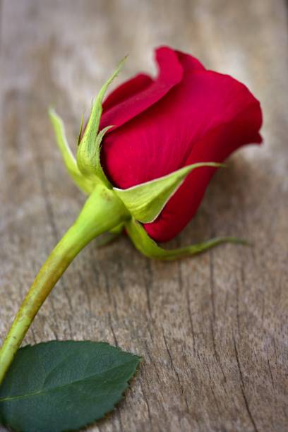 istock Red rose over old aged teak wood 1337137625