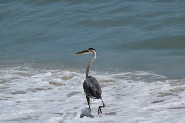istock Great Blue Heron in Sea 1337137751