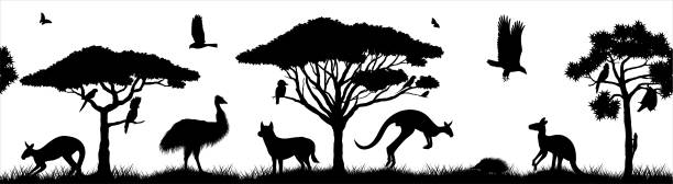 stockillustraties, clipart, cartoons en iconen met seamless panorama of australian plains. acacia trees and eucalyptus trees. wildlife of australia: cockatoo, dingo, echidna, emu, flying fox, galah, eagle, iguana and zebra finch - vleerhond