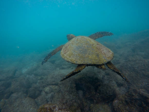 istock Snorkeling in beautiful Hawaii with turtles 1337144142