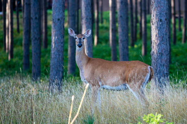 istock Wisconsin white-talled deer (Odocoileus virginianus) in a pine forest in August 1337145609