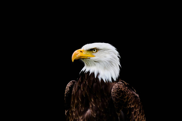 istock Bald and golden eagles in portrait 1337145646