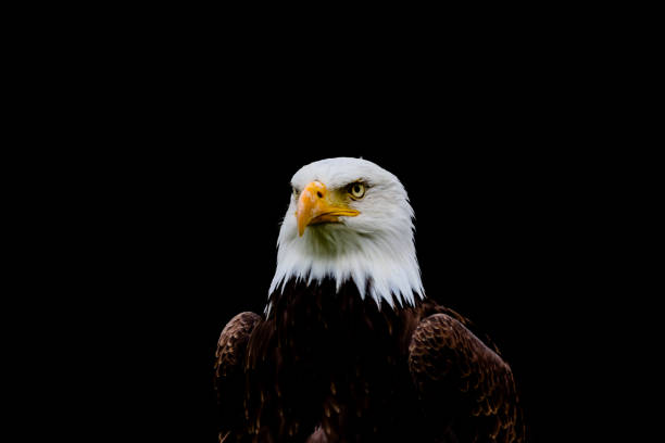 istock Bald and golden eagles in portrait 1337145647