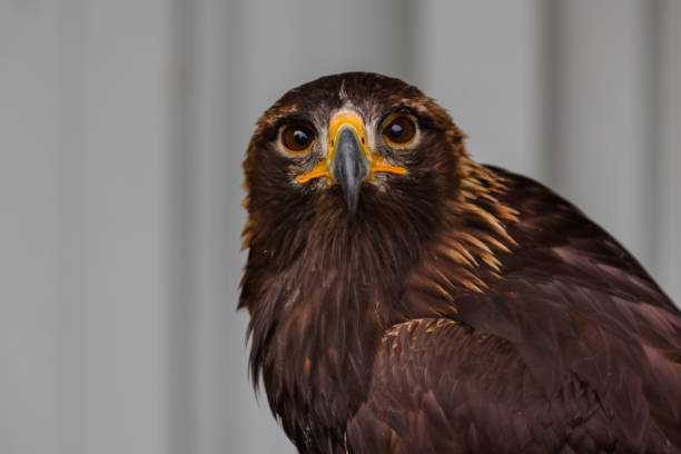 istock Bald and golden eagles in portrait 1337145656