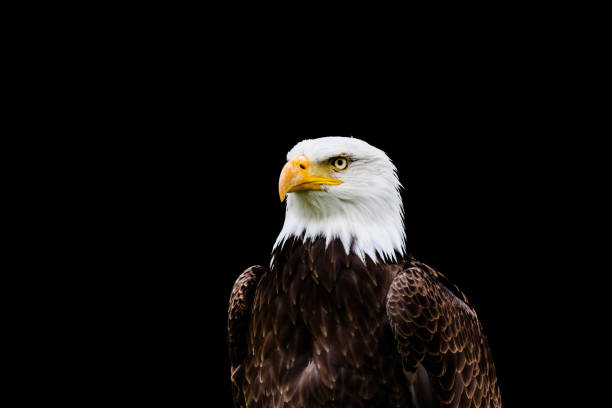 istock Bald and golden eagles in portrait 1337145661