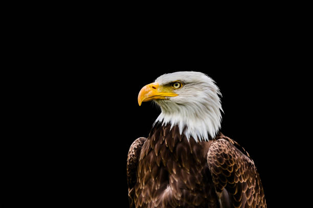 istock Bald and golden eagles in portrait 1337145678