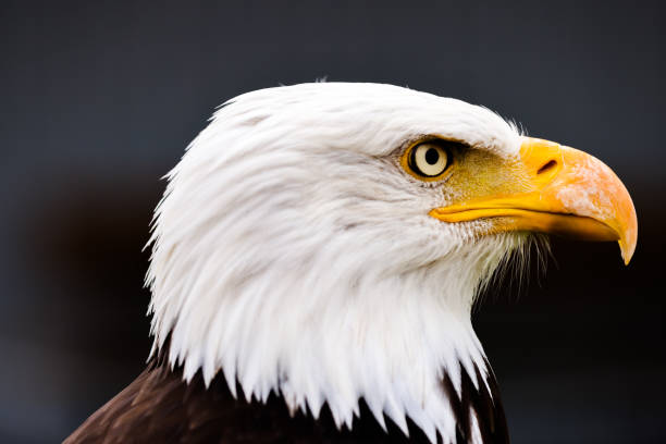 istock Bald and golden eagles in portrait 1337145691