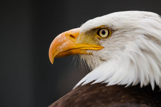 Bald and golden eagles in portrait