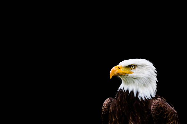 istock Bald and golden eagles in portrait 1337145716
