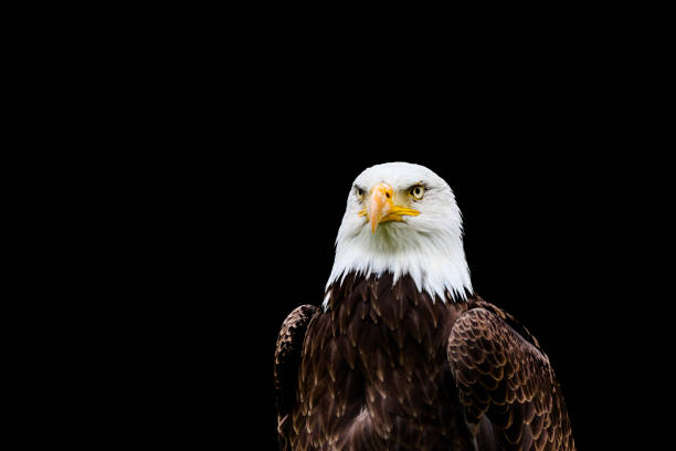 istock Bald and golden eagles in portrait 1337145717