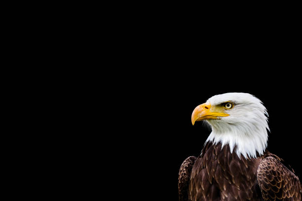 istock Bald and golden eagles in portrait 1337145728