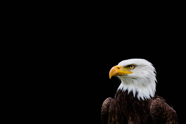 istock Bald and golden eagles in portrait 1337145736