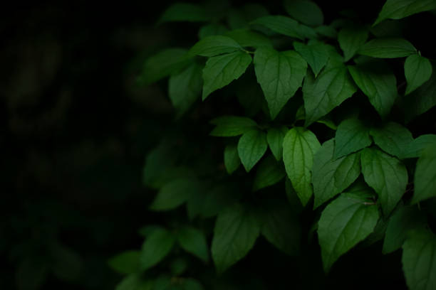 istock green foliage from shadow mystery darkness floral environment space garden view with empty space for your text or advertisement 1337149158