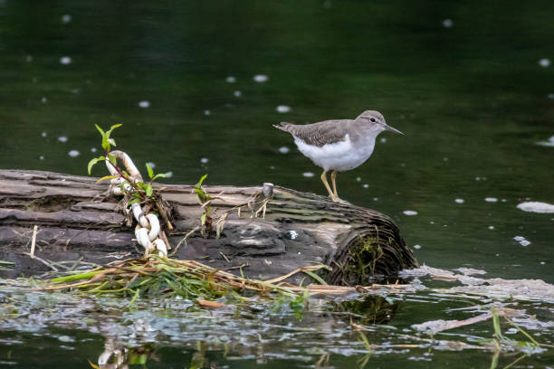 istock Spotted Sandpiper Perched on the End of a Log 1337154627