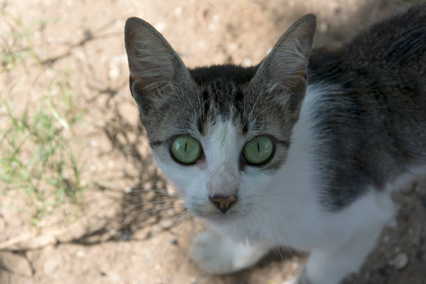 Green-eyed cat looking at the camera and sideways. SÃ£o Francisco do Conde, Bahia, Brazil.