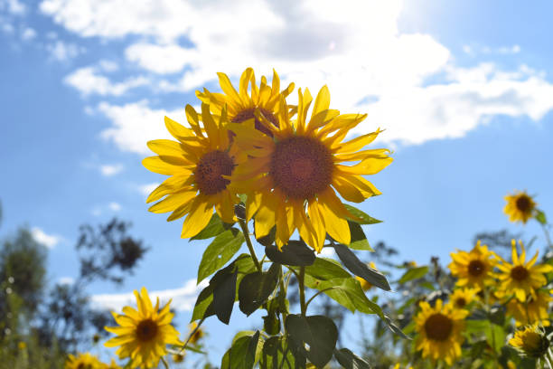 istock Field with many sunflowers without people 1337156707