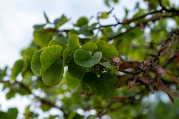 European Cercis branches on a blurry background.