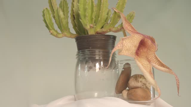 Stapelia Gigantea Cactus Flower is withering in white background.