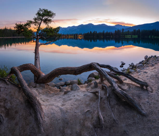 Curved Pine Tree, Lac Beauvert, Jasper National Park.