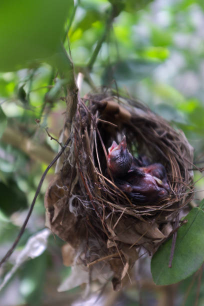 istock Two young birds sleeping in the nest. 1337166277