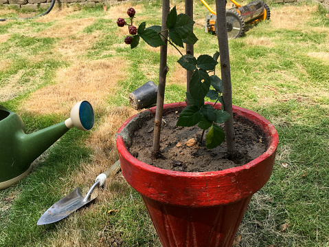 Blackberries plant in a pot