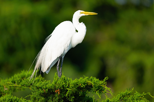 The great egret (Ardea alba), also known as the common egret, large egret, or  great white egret or great white heron is a large, widely distributed egret. Found in Amboseli National Park, Kenya. Pelecaniformes.