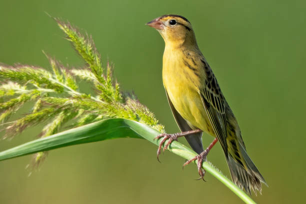 Female Bobolink Standing on a Weed Female Bobolink Standing on a Weed bobolink stock pictures, royalty-free photos & images