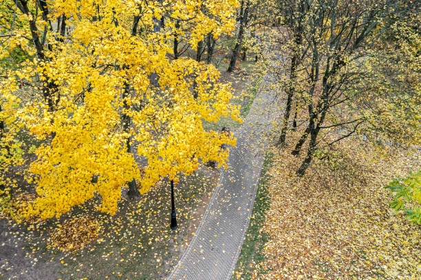 istock autumn park landscape. walking path under bright yellow trees. top view from drone. 1337169283